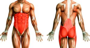 Анатомия мышц кора