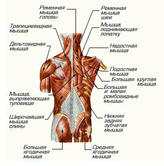 Анатомия мышц спины