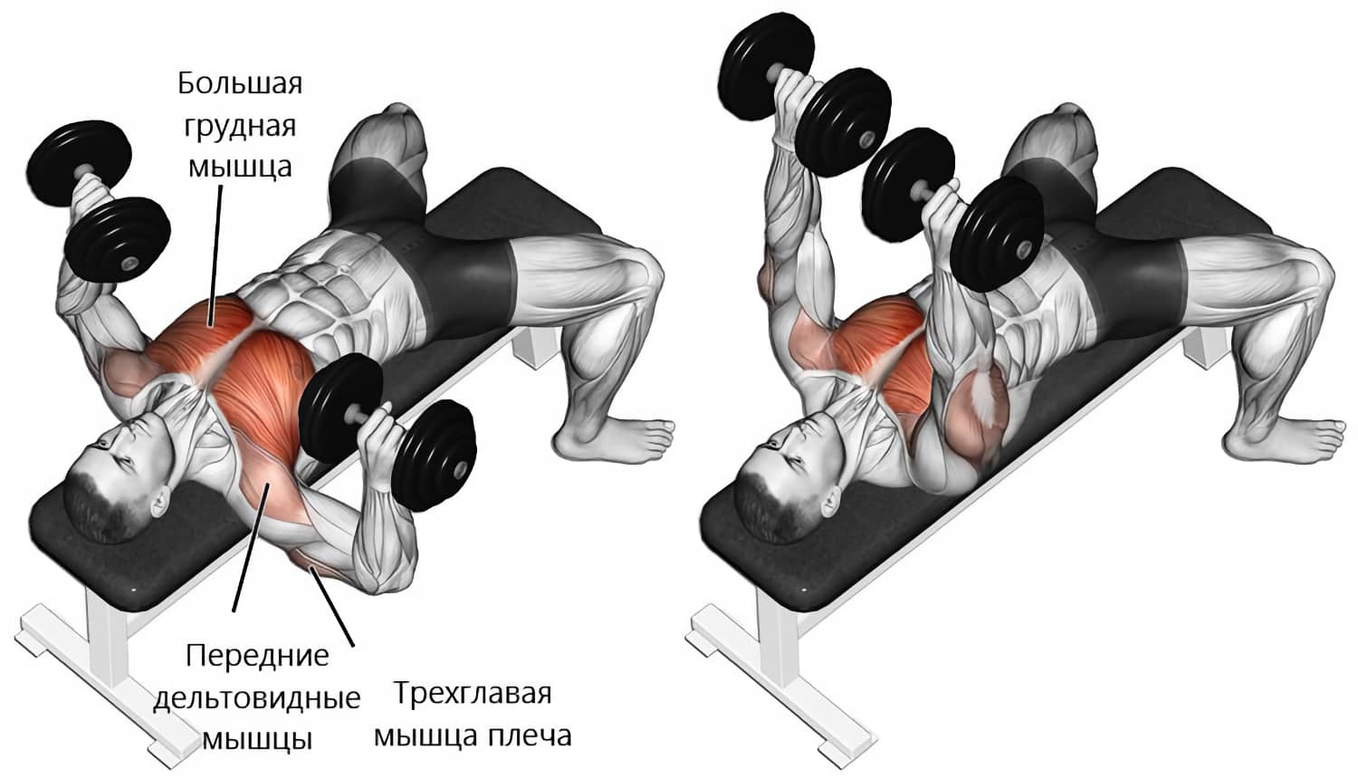 Рабочие мышцы при жиме лежа