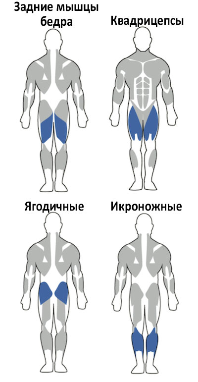 Мышцы ног